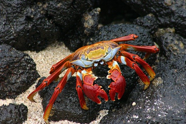Unduh gratis Galapagos Crab E - foto atau gambar gratis untuk diedit dengan editor gambar online GIMP