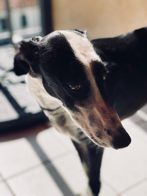 Free download Galgo Dog Greyhound -  free photo or picture to be edited with GIMP online image editor