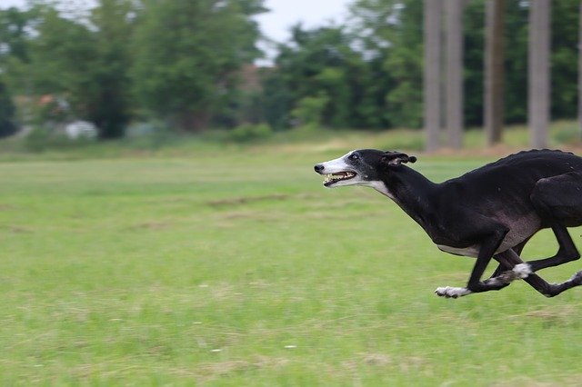 Free download Galgo Spanish -  free photo or picture to be edited with GIMP online image editor