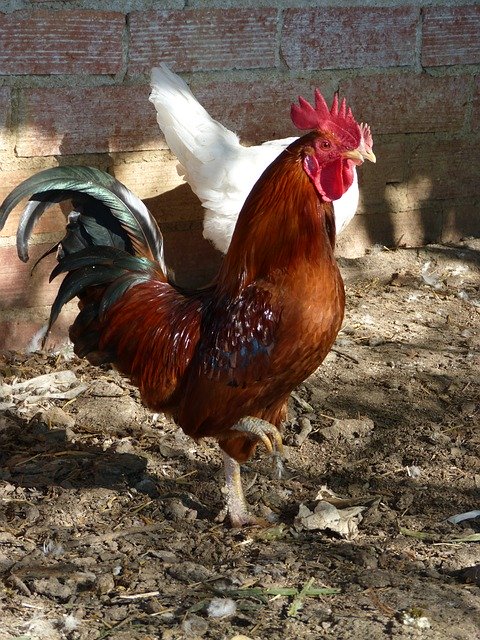 Free download Gallo Poultry Chicken -  free photo or picture to be edited with GIMP online image editor