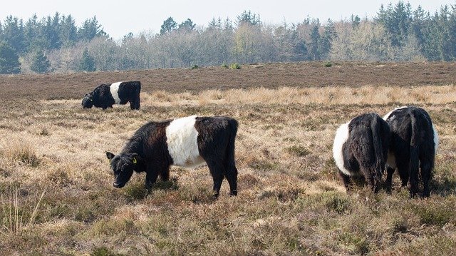 免费下载 Galloway Cows Cattle - 可使用 GIMP 在线图像编辑器编辑的免费照片或图片