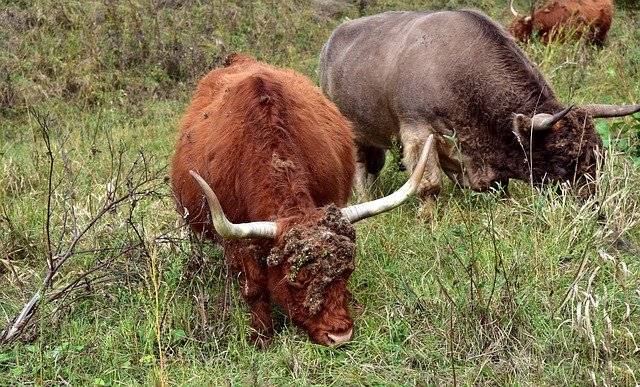 Free download Galloway Highland Beef Wild -  free photo or picture to be edited with GIMP online image editor