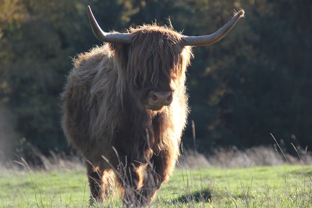 Baixe gratuitamente a imagem gratuita da agricultura de gado galloway highland para ser editada com o editor de imagens on-line gratuito GIMP