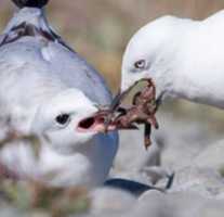 Free download gallstone_gulls free photo or picture to be edited with GIMP online image editor