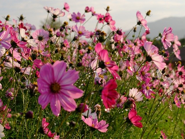 Unduh gratis Galsang Flower After The Rain - foto atau gambar gratis untuk diedit dengan editor gambar online GIMP