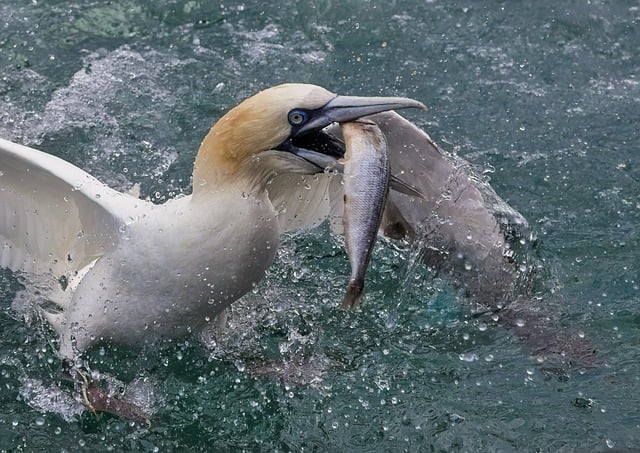 Free download gannet coast fishing fish seabird free picture to be edited with GIMP free online image editor
