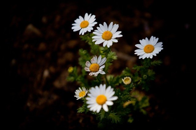 Безкоштовно завантажте сад 5dmark2 70 200 мм квітка безкоштовно для редагування за допомогою безкоштовного онлайн-редактора зображень GIMP