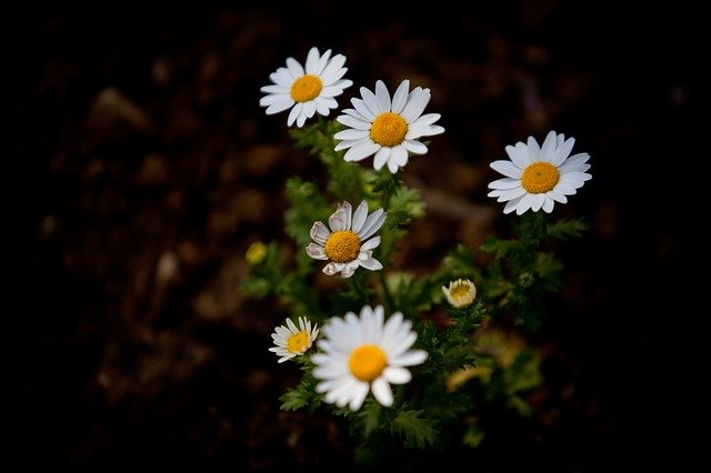 Free download garden 5dmark2 70 200mm flower free picture to be edited with GIMP free online image editor