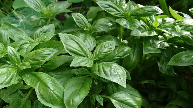 Free download Garden Basil Sweet King -  free photo or picture to be edited with GIMP online image editor