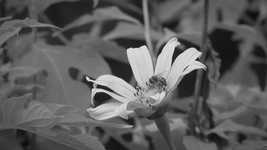 Free download Garden Black And White Flower -  free video to be edited with OpenShot online video editor