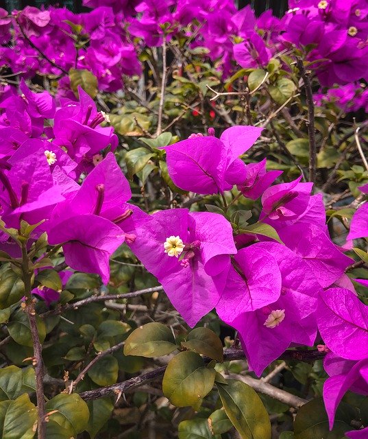 免费下载 Garden Bloom Nature - 可使用 GIMP 在线图像编辑器编辑的免费照片或图片