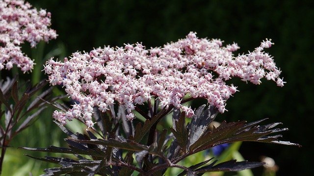 Free download Garden Blossom Bloom -  free photo or picture to be edited with GIMP online image editor