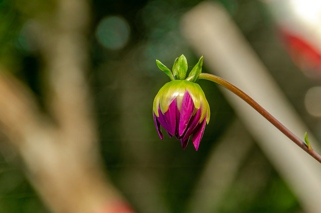 Descarga gratuita Garden Bud Flower: foto o imagen gratuita para editar con el editor de imágenes en línea GIMP