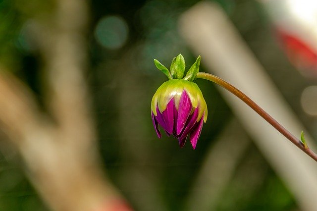 庭のつぼみの花を無料でダウンロード-GIMPオンラインイメージエディターで編集できる無料の写真または画像