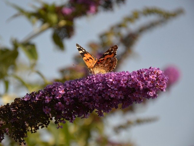 Download gratuito Garden Butterfly Bush: foto o immagine gratuita da modificare con l'editor di immagini online GIMP