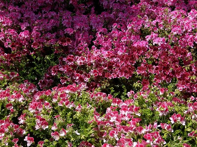 Muat turun percuma Garden Cool Flowers - foto atau gambar percuma percuma untuk diedit dengan editor imej dalam talian GIMP