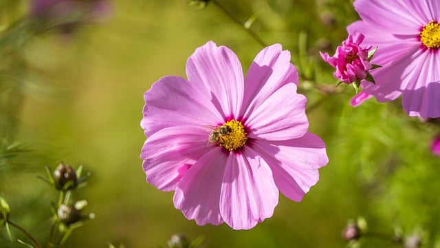 Free download garden cosmos bee flower insect free picture to be edited with GIMP free online image editor