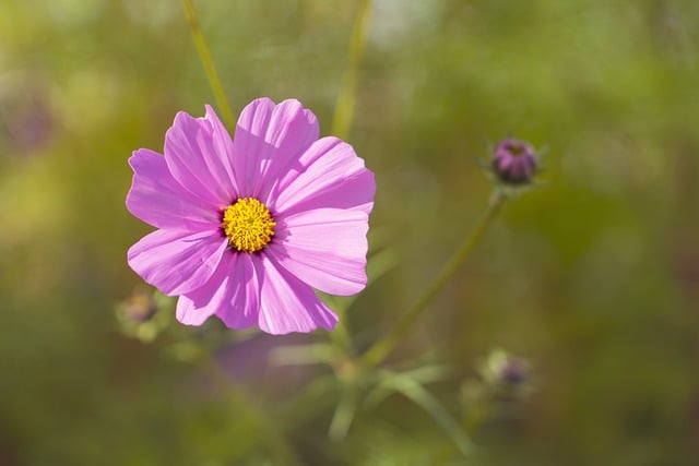 Free download garden cosmos flower plant free picture to be edited with GIMP free online image editor