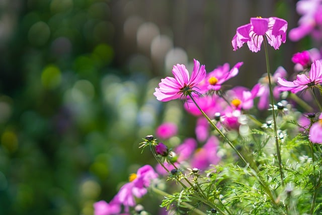 Free download garden cosmos flowers plant free picture to be edited with GIMP free online image editor