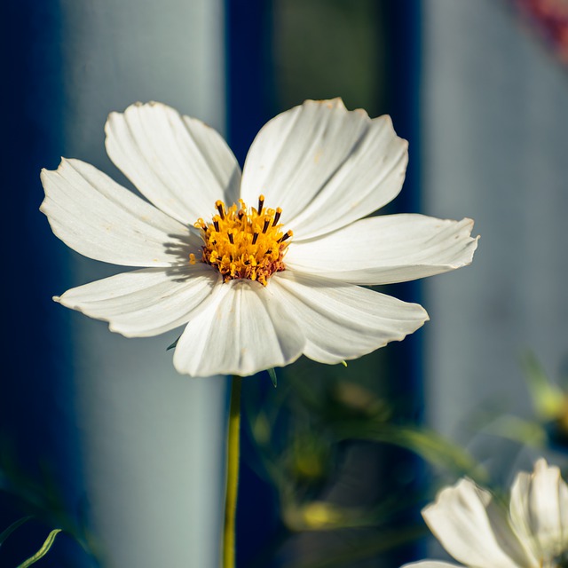 Безкоштовно завантажте безкоштовне зображення Garden Cosmos white flower cosmos для редагування за допомогою безкоштовного онлайн-редактора зображень GIMP