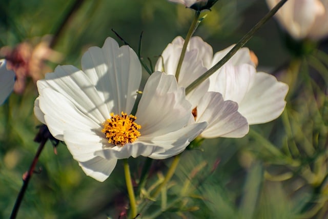 Free download garden cosmos white flowers cosmos free picture to be edited with GIMP free online image editor