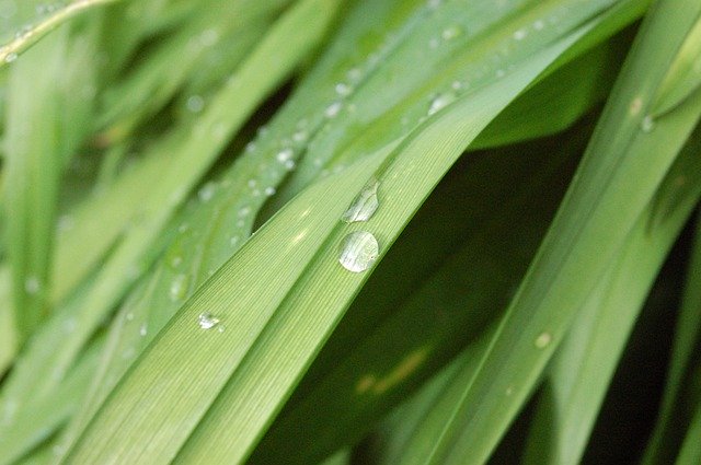 ดาวน์โหลดฟรี Garden Dew Plant - ภาพถ่ายหรือรูปภาพฟรีที่จะแก้ไขด้วยโปรแกรมแก้ไขรูปภาพออนไลน์ GIMP