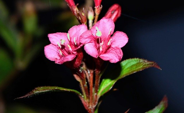 Free download Garden Flower Autumn -  free photo or picture to be edited with GIMP online image editor