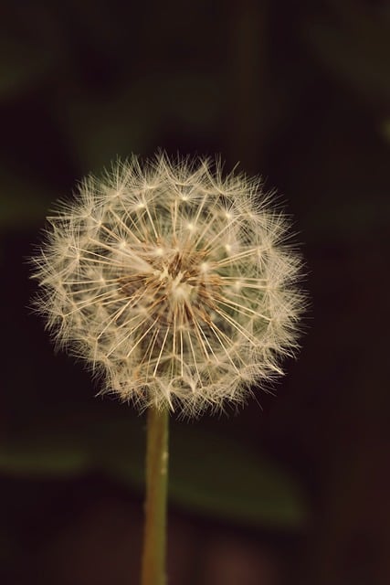 Free download garden flower dandelion free picture to be edited with GIMP free online image editor