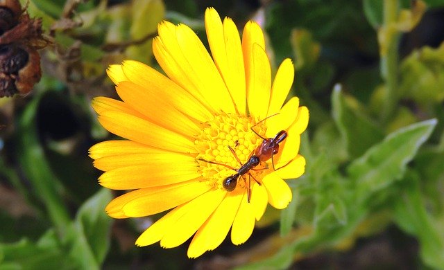 Free picture Garden Flower Insect -  to be edited by GIMP free image editor by OffiDocs