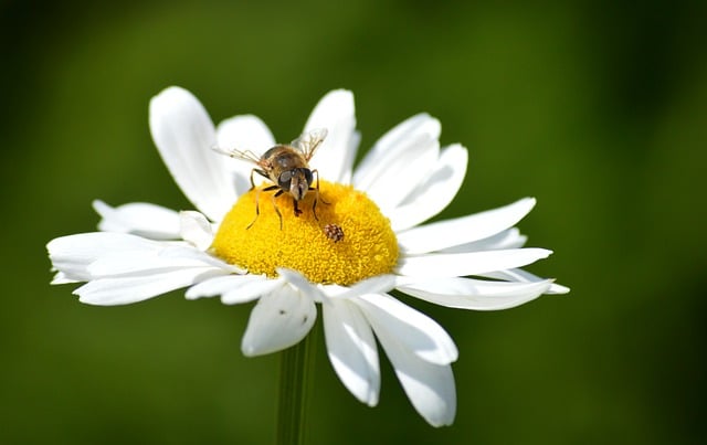 Free download garden flower mud bee drone fly free picture to be edited with GIMP free online image editor