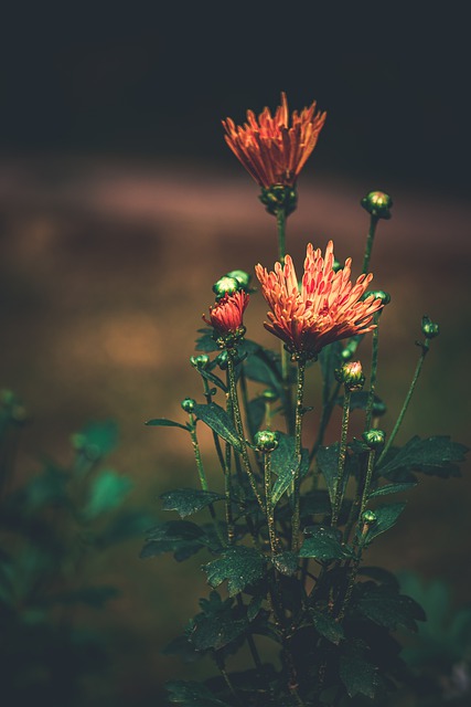 Free download garden flower plant nature blossom free picture to be edited with GIMP free online image editor