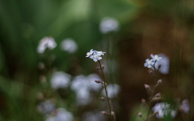 Free download garden flowers buds free picture to be edited with GIMP free online image editor