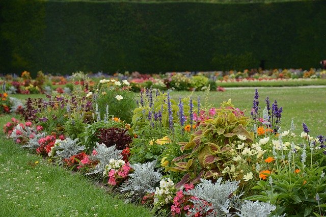 Muat turun percuma Garden Flowers Flower - foto atau gambar percuma untuk diedit dengan editor imej dalam talian GIMP