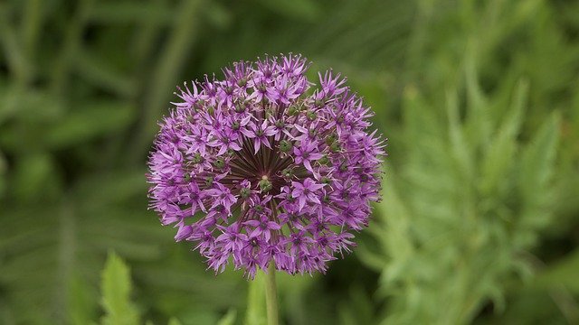 הורדה חינם Garden Flowers Nature - תמונה או תמונה בחינם לעריכה עם עורך התמונות המקוון GIMP