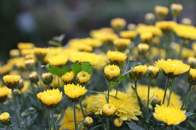 قم بتنزيل صورة مجانية لزهور الحديقة والطبيعة والنباتات مجانًا لتحريرها باستخدام محرر الصور المجاني عبر الإنترنت GIMP