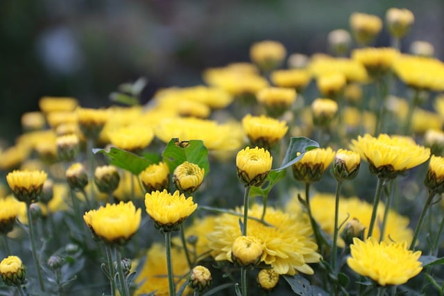 Descărcare gratuită flori de grădină natură înflorire plante imagini gratuite pentru a fi editate cu editorul de imagini online gratuit GIMP