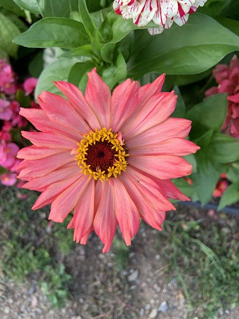 ດາວໂຫຼດຟຣີ Garden Flowers P - ຮູບພາບຫຼືຮູບພາບທີ່ບໍ່ເສຍຄ່າເພື່ອແກ້ໄຂດ້ວຍບັນນາທິການຮູບພາບອອນໄລນ໌ GIMP