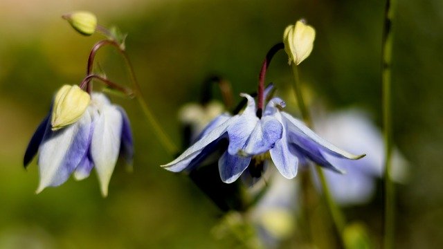 Template Photo Garden Flowers Spring -  for OffiDocs
