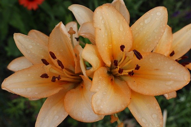 庭の花、夏を無料ダウンロード - GIMP オンライン画像エディターで編集できる無料の写真または画像
