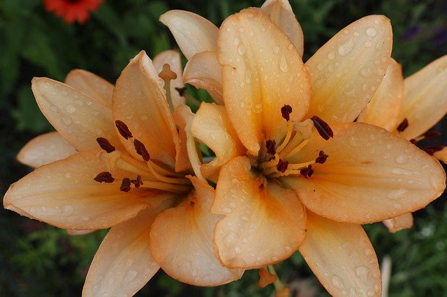 Muat turun percuma Garden Flowers Summer The - foto atau gambar percuma untuk diedit dengan editor imej dalam talian GIMP