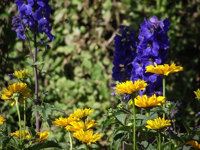 Free download Garden Flowers Yellow -  free photo or picture to be edited with GIMP online image editor