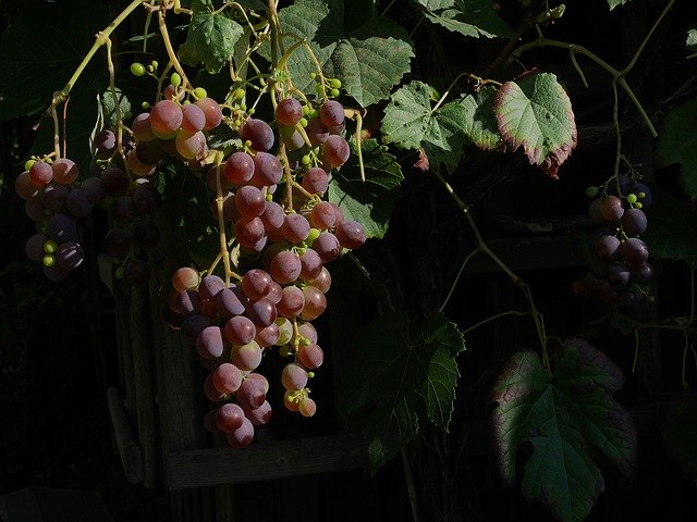 Gratis download Garden Grapes Ripe - gratis foto of afbeelding om te bewerken met GIMP online afbeeldingseditor