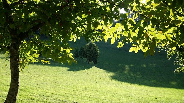 Descărcare gratuită Garden Green - fotografie sau imagini gratuite pentru a fi editate cu editorul de imagini online GIMP