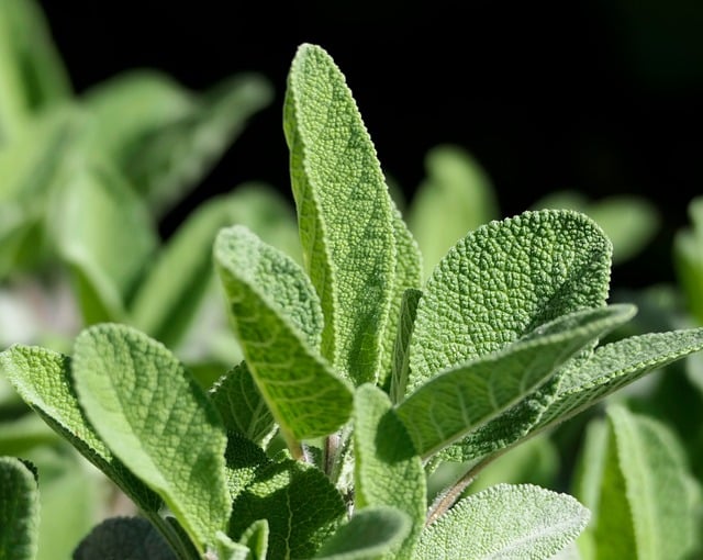 Free download garden herbs sage tea free picture to be edited with GIMP free online image editor
