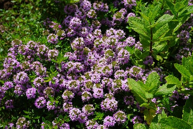 Free download Garden Herbs Savory Moroccan -  free photo or picture to be edited with GIMP online image editor