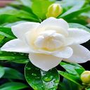 Gardenia wallpaper  screen for extension Chrome web store in OffiDocs Chromium
