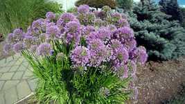 Free download Garden Insect Blossom -  free video to be edited with OpenShot online video editor