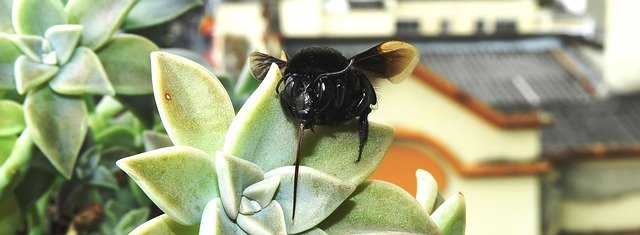 Muat turun percuma Garden Insect Bumblebee - foto atau gambar percuma untuk diedit dengan editor imej dalam talian GIMP