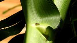 Free download Garden Insect Leaf -  free video to be edited with OpenShot online video editor