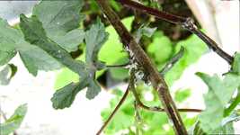 Free download Garden Insects Ants -  free video to be edited with OpenShot online video editor